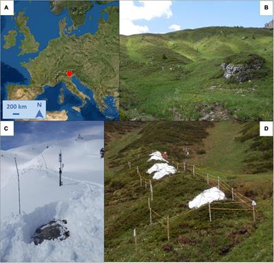 Transient Effects of Snow Cover Duration on Primary Growth and Leaf Traits in a Tundra Shrub